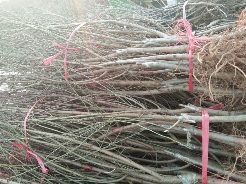 沂蒙霜红桃树苗永联蜜桃桃树苗晚熟品种桃树苗9月份成熟