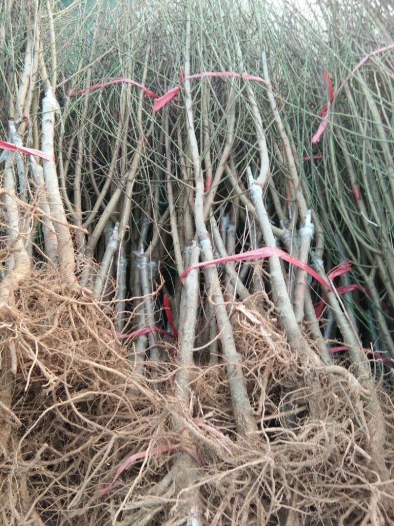 沂蒙霜红桃树苗永联蜜桃桃树苗晚熟品种桃树苗9月份成熟