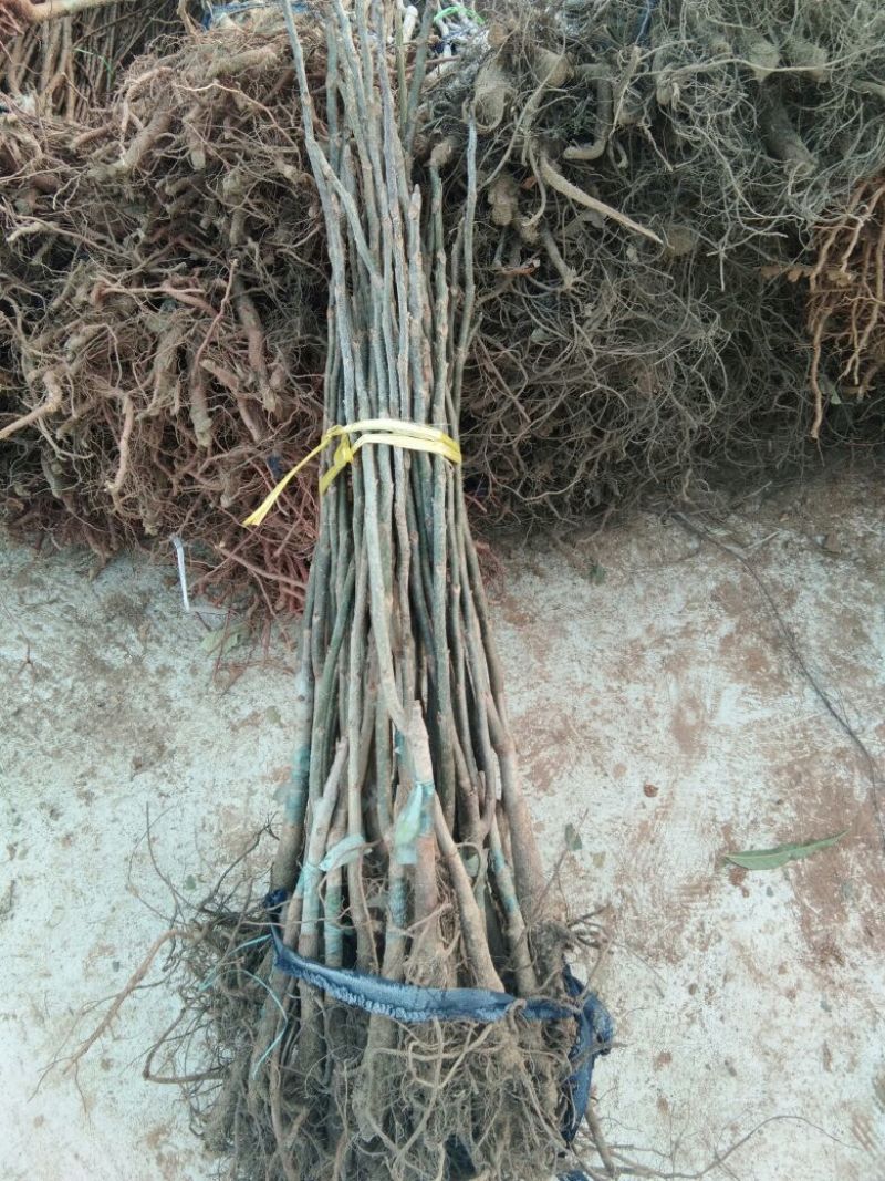 【薄皮核桃苗】山东薄皮核桃苗育苗基地嫁接核桃苗鲁光品种