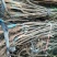 【薄皮核桃苗】山东薄皮核桃苗育苗基地嫁接核桃苗鲁光品种