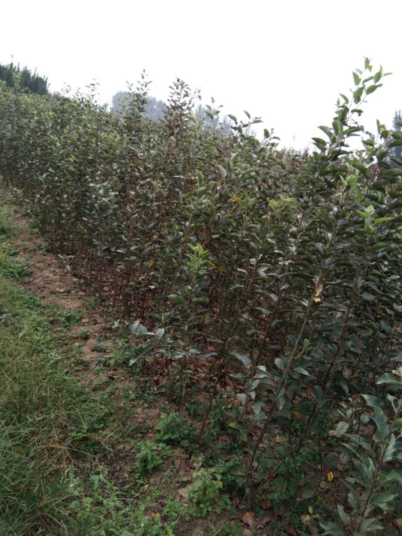 烟富8号苹果树苗苹果苗苹果苗育苗基地苹果苗新品种