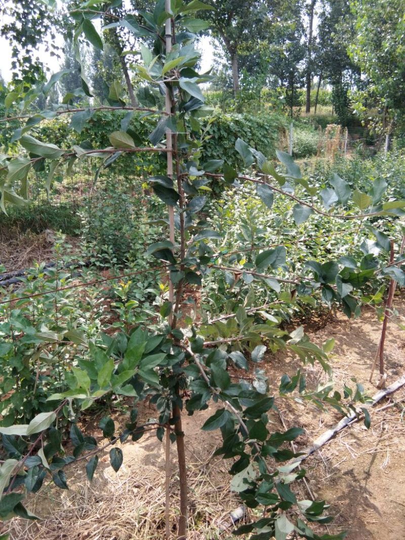 烟富8号苹果树苗苹果苗苹果苗育苗基地苹果苗新品种