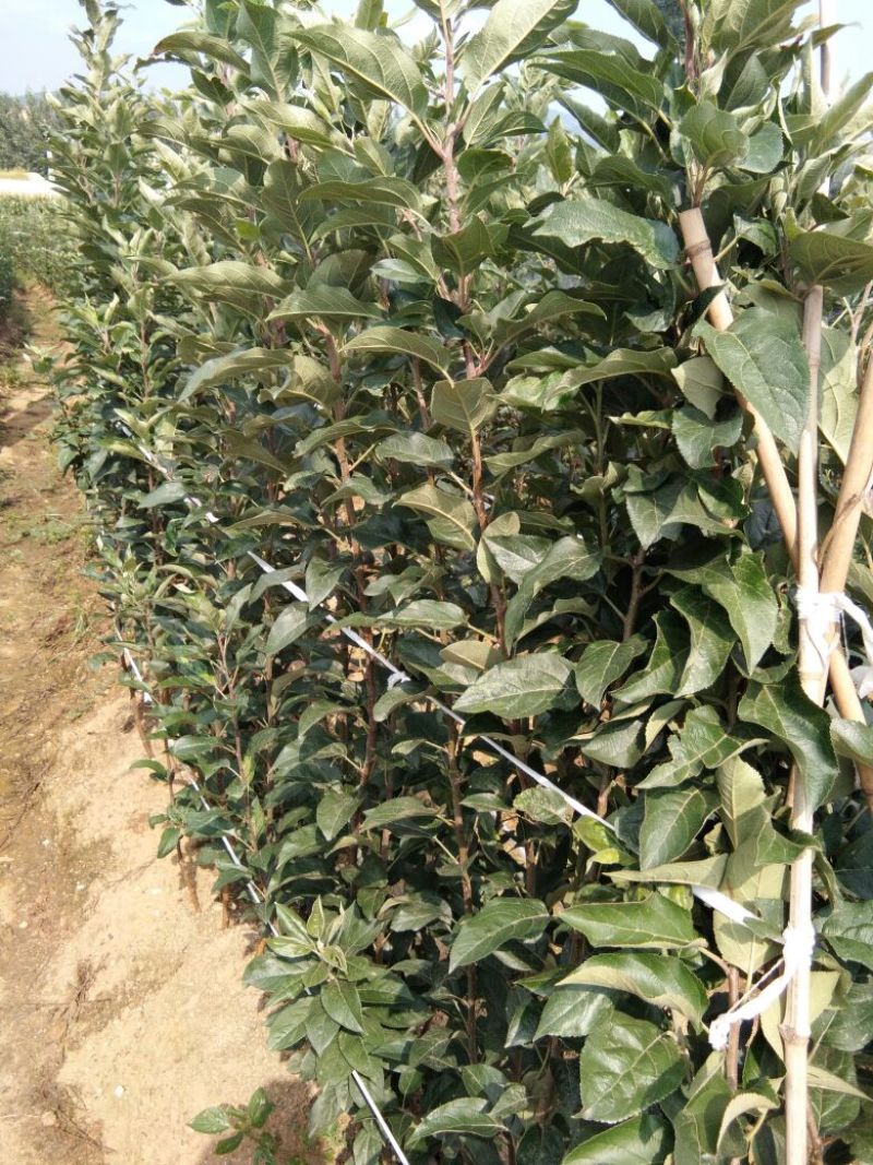 烟富8号苹果树苗苹果苗苹果苗育苗基地苹果苗新品种