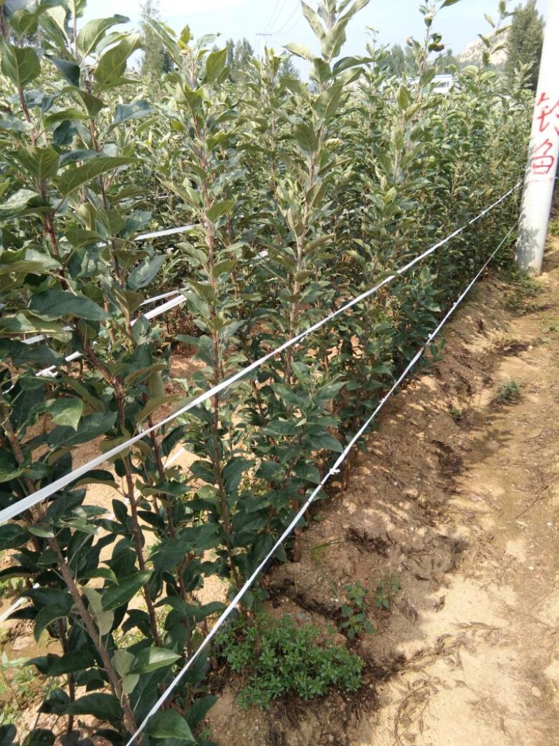 烟富8号苹果树苗苹果苗苹果苗育苗基地苹果苗新品种