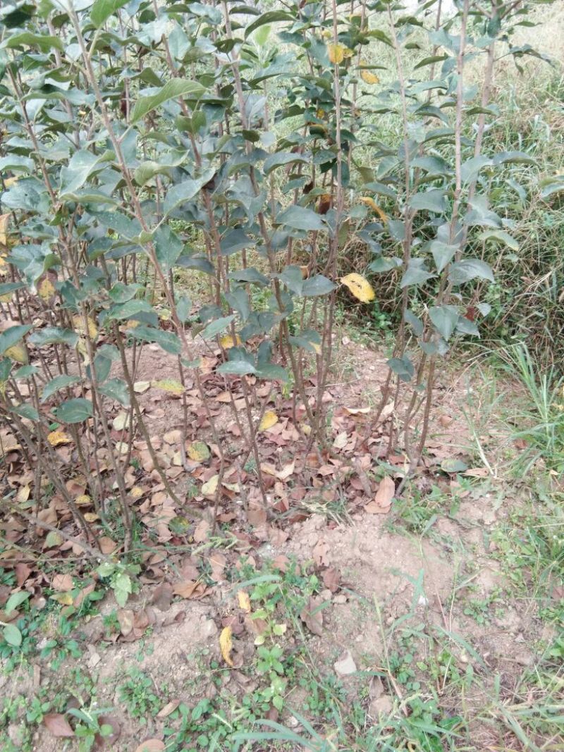 烟富8号苹果树苗苹果苗苹果苗育苗基地苹果苗新品种