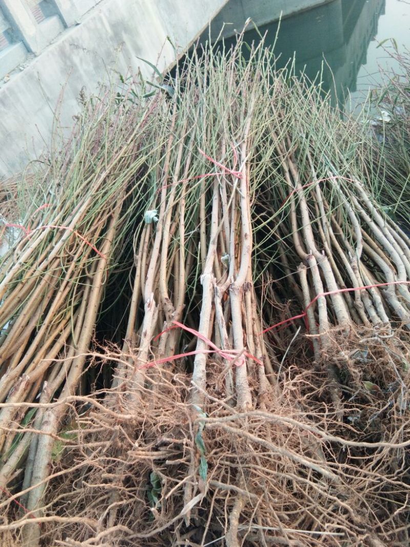 沂蒙霜红桃树苗桃树苗育苗基地桃树苗新品种晚熟品种桃树苗