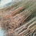 沂蒙霜红桃树苗桃树苗育苗基地桃树苗新品种晚熟品种桃树苗