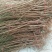 【我家的桃树】桃树苗新品种新川中岛桃树苗7月成熟
