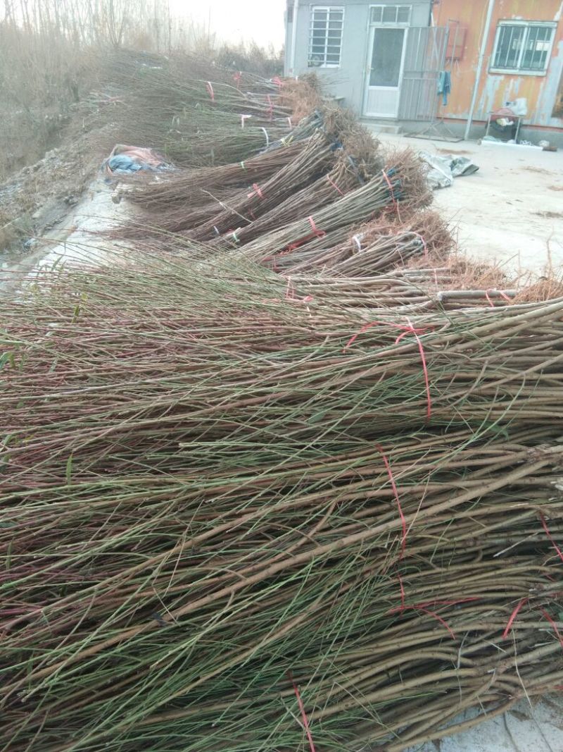 春雪桃树苗包品种包质量6月中旬成熟的桃树苗品种早熟品种