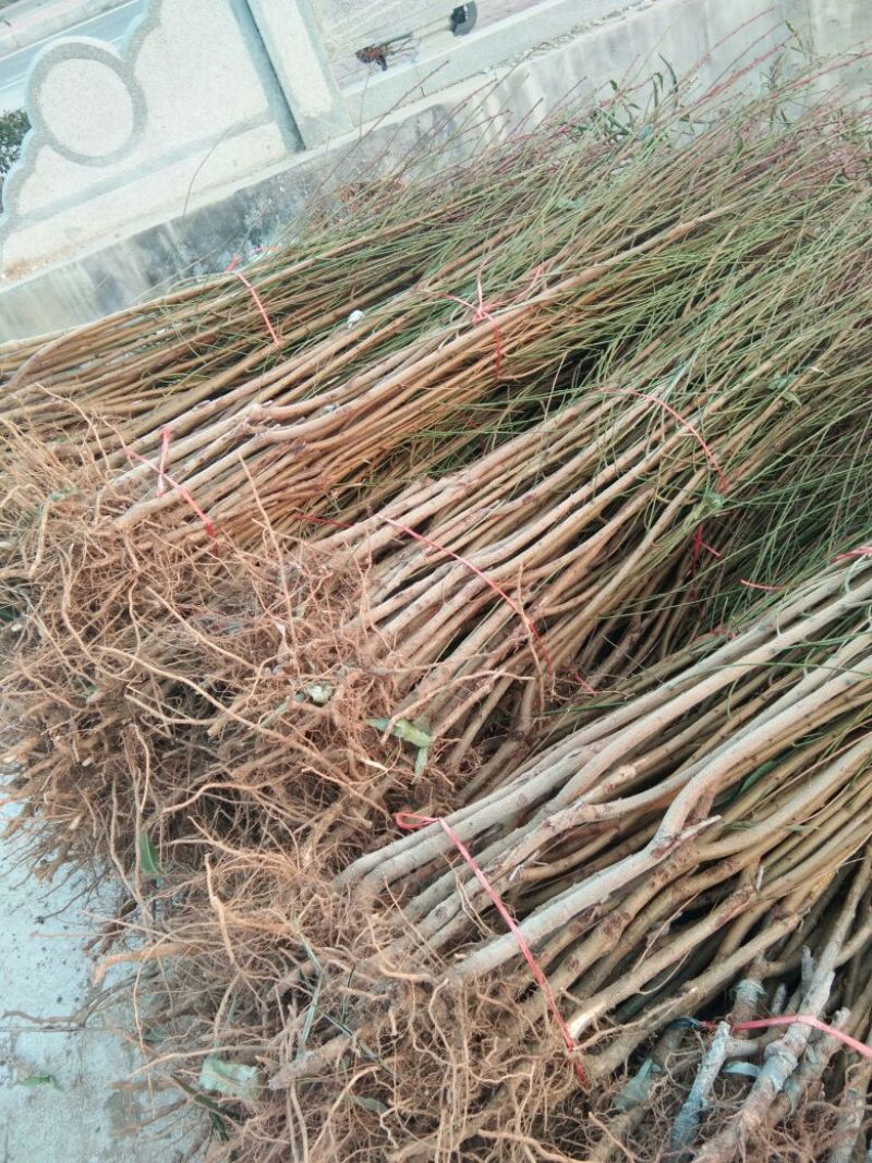 【卖的就是品种】中华寿桃桃树苗中华福桃桃树苗晚熟桃树苗