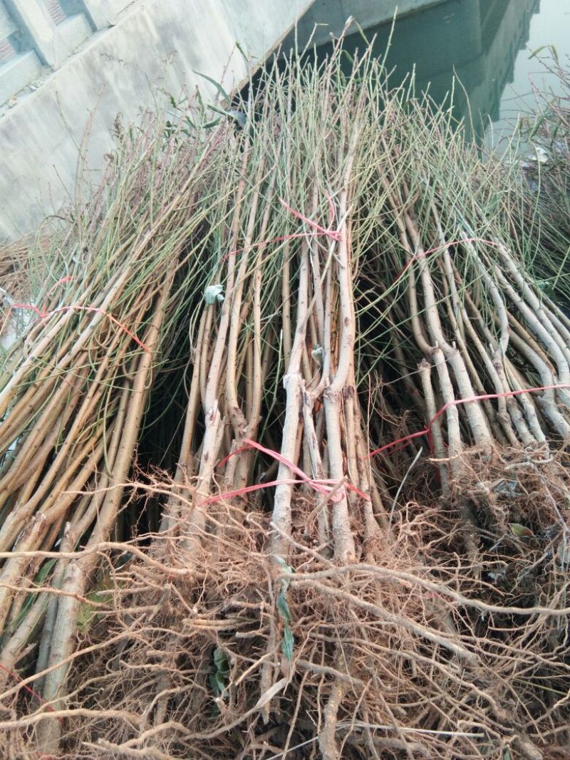 【卖的就是品种】中华寿桃桃树苗中华福桃桃树苗晚熟桃树苗