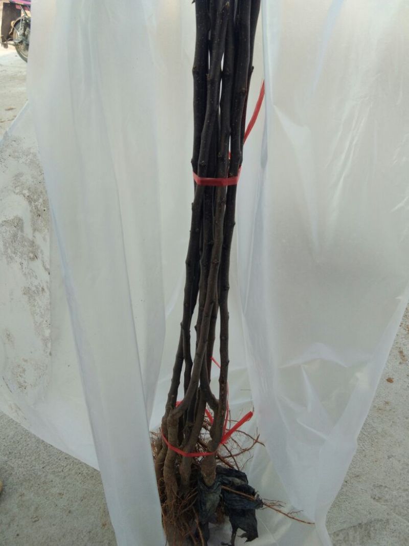 红色之爱苹果苗红肉苹果苗新品种苹果苗育苗基地嫁接苹果苗