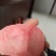 红色之爱苹果苗红肉苹果苗新品种苹果苗育苗基地嫁接苹果苗