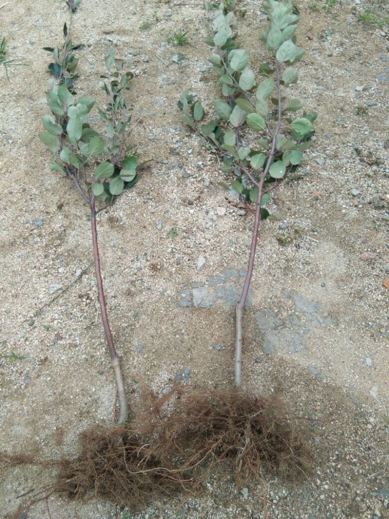 红色之爱苹果苗红肉苹果苗新品种苹果苗育苗基地嫁接苹果苗