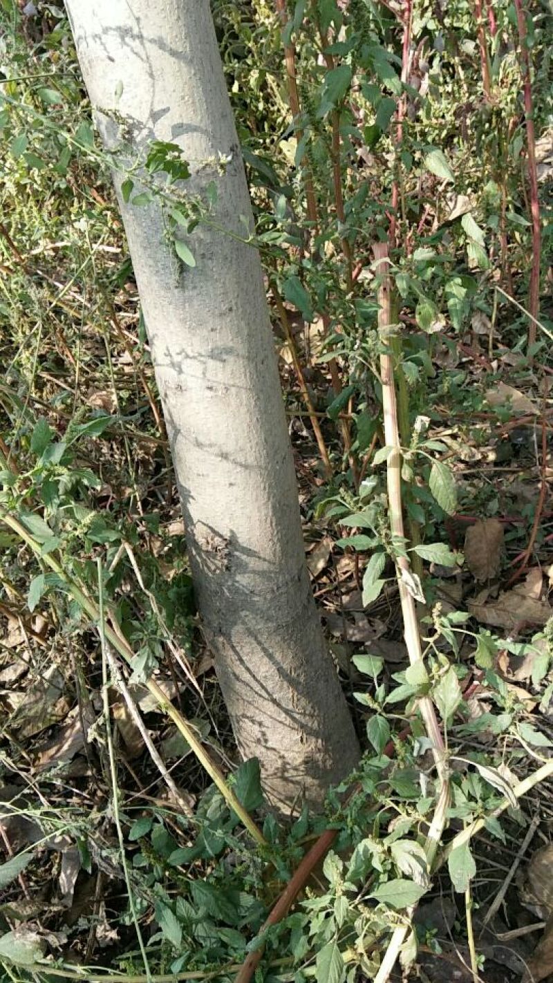核桃树8~10cm8~10cm3~3.5米