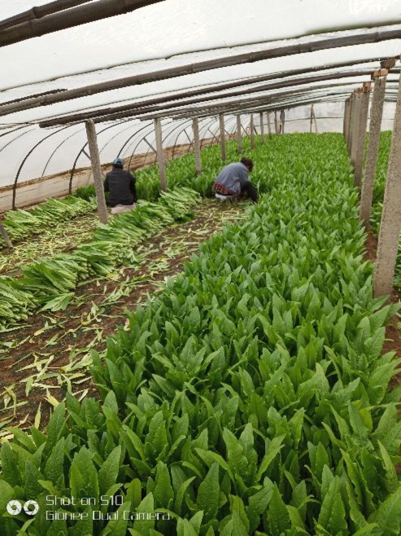 美冠20~25cm以上