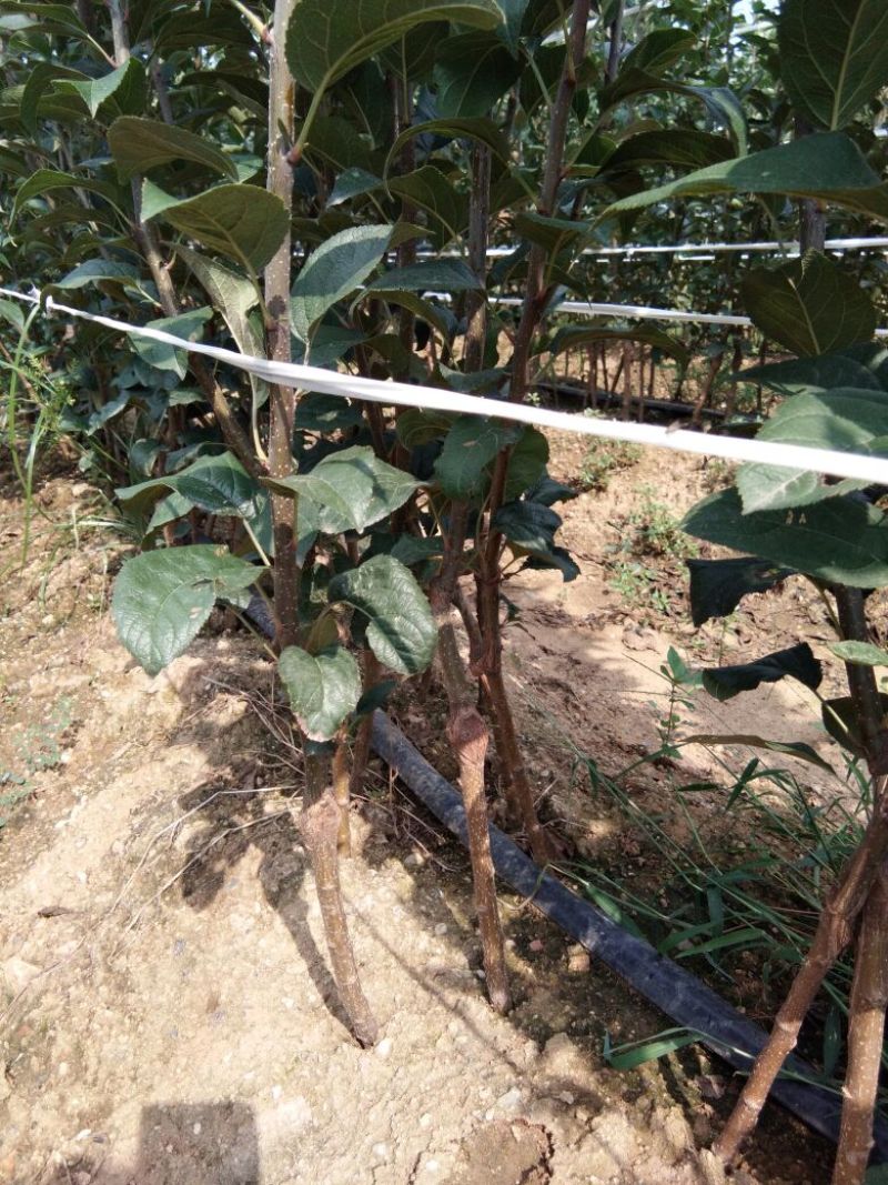 烟富8号苹果树苗矮化苹果苗苹果苗育苗基地苹果苗批发