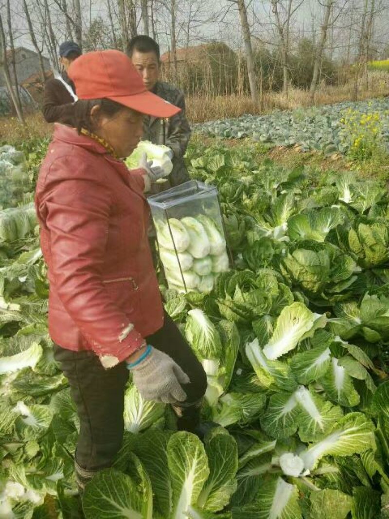 【热卖】黄心白菜4~6斤大量供应基地直销价格实惠