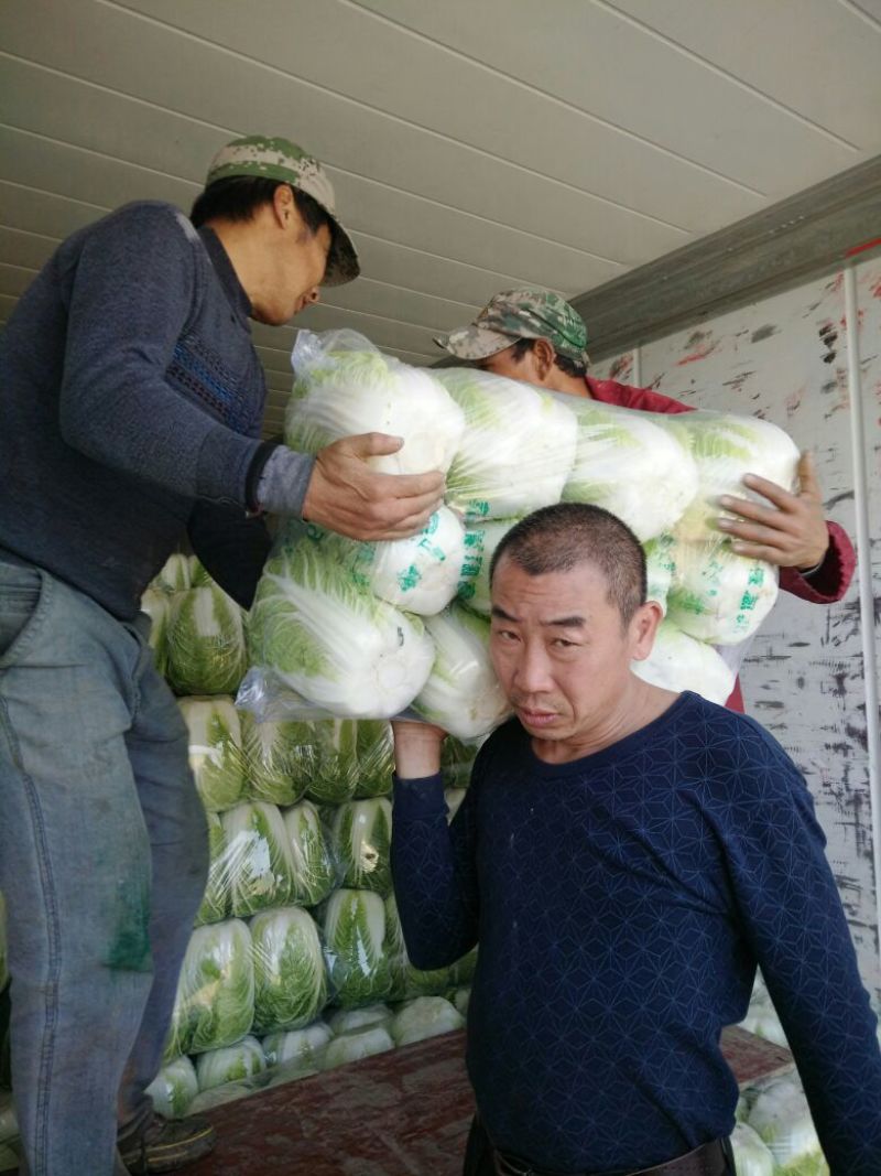 【热卖】黄心白菜4~6斤大量供应基地直销价格实惠