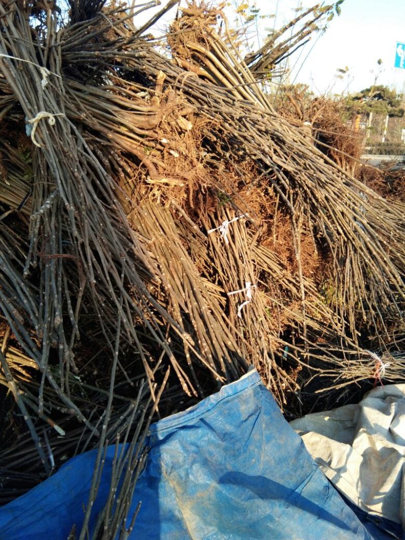 【热卖】香椿苗山东红油香椿苗基地大棚香椿苗批发负责技术