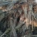 红油香椿苗大棚香椿苗山东红油香椿苗基地