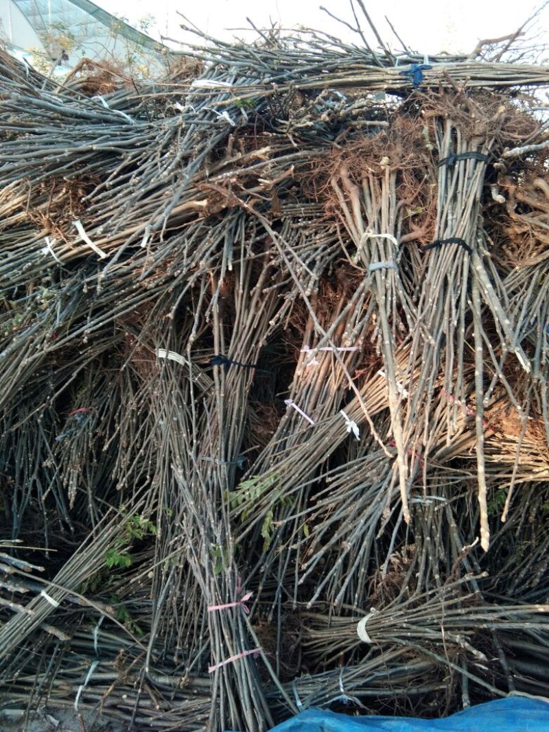 红油香椿苗大棚香椿苗山东红油香椿苗基地