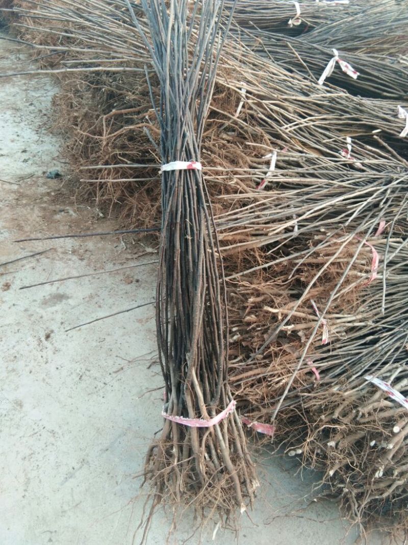梨树苗早酥红梨苗基地直供梨树新品种梨树苗基地梨树新品种