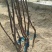 矮化砧苹果苗苹果苗育苗基地苹果苗批发苹果苗新品种