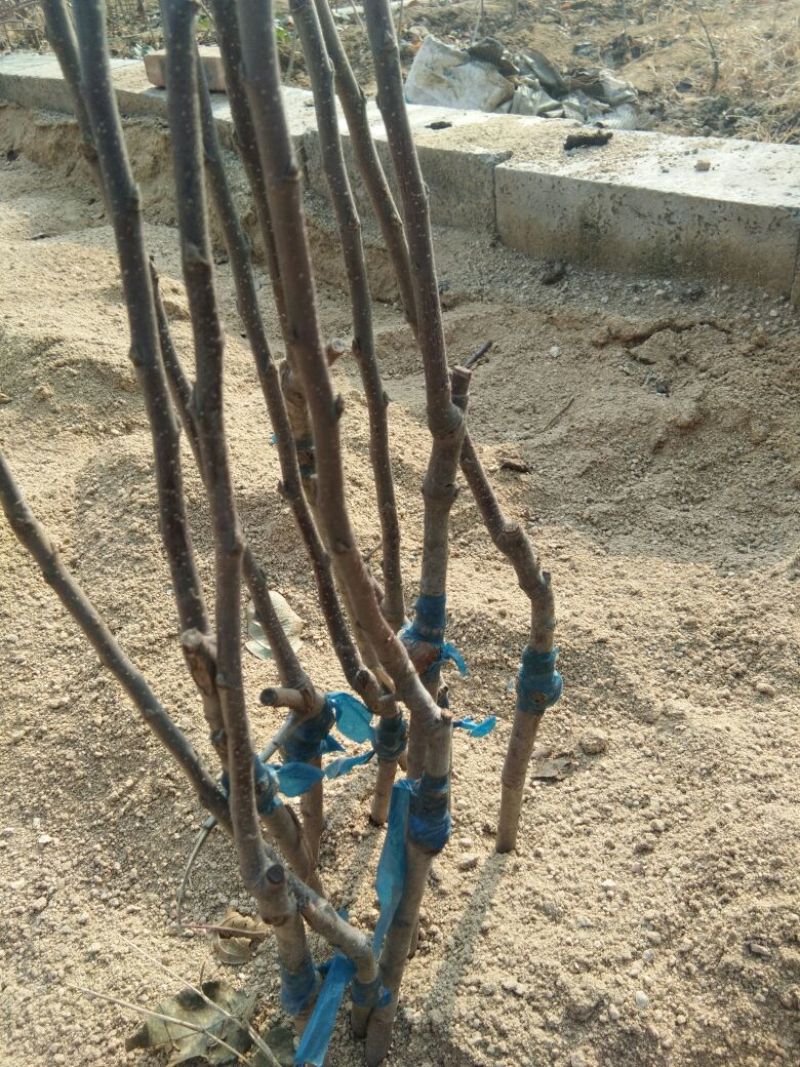 矮化砧苹果苗苹果苗育苗基地苹果苗批发苹果苗新品种