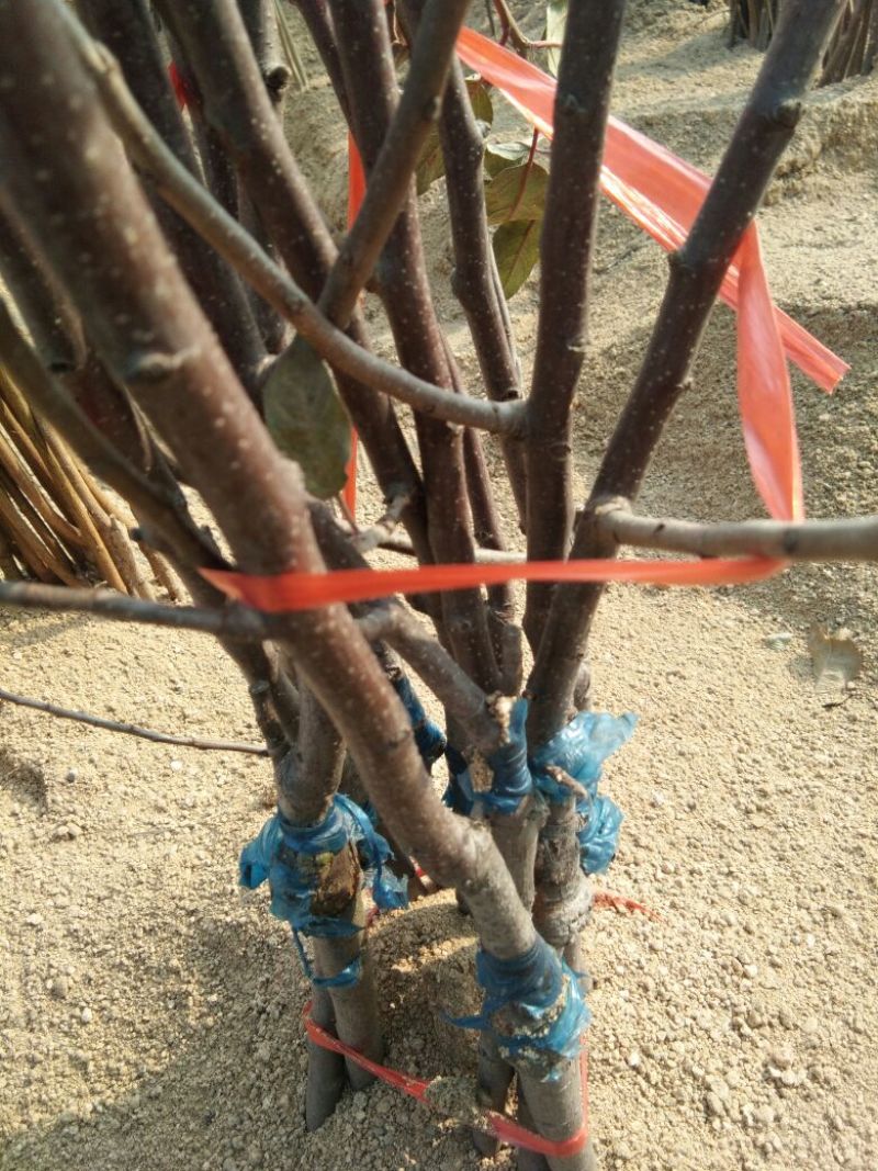 矮化砧苹果苗苹果苗育苗基地苹果苗批发苹果苗新品种