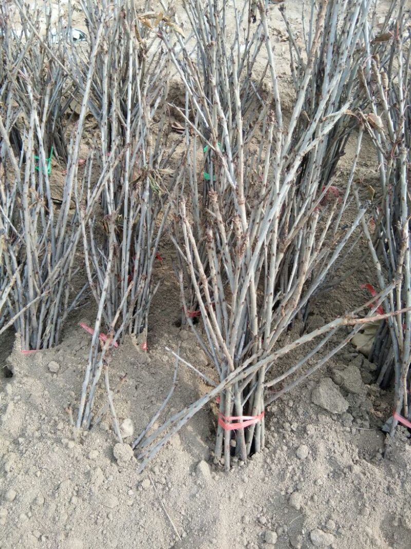 矮化樱桃苗矮化大樱桃树矮化樱桃苗批发矮化樱桃苗基地