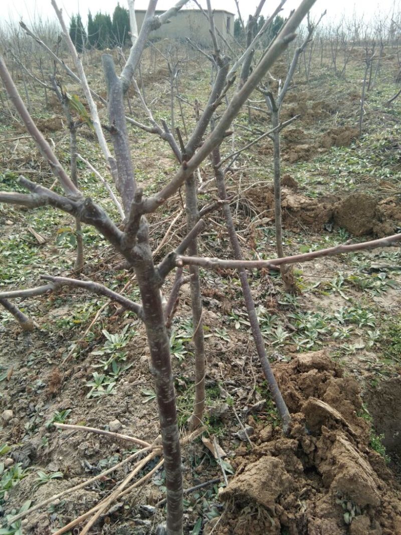 美早樱桃苗矮化砧木嫁接品种樱桃苗车厘子樱桃苗樱桃苗