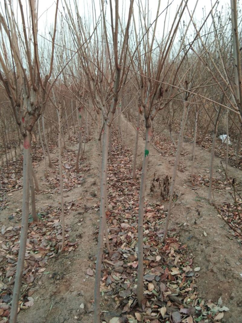 柿子树苗甜柿子树苗金柿子树苗品种2年柿子树苗