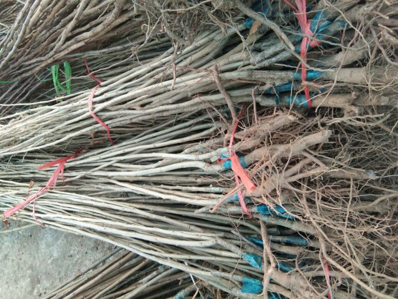 大红袍板栗苗泰山板栗苗品种纯正，山东板栗苗育苗基地