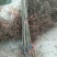大红袍板栗苗泰山板栗苗品种纯正，山东板栗苗育苗基地