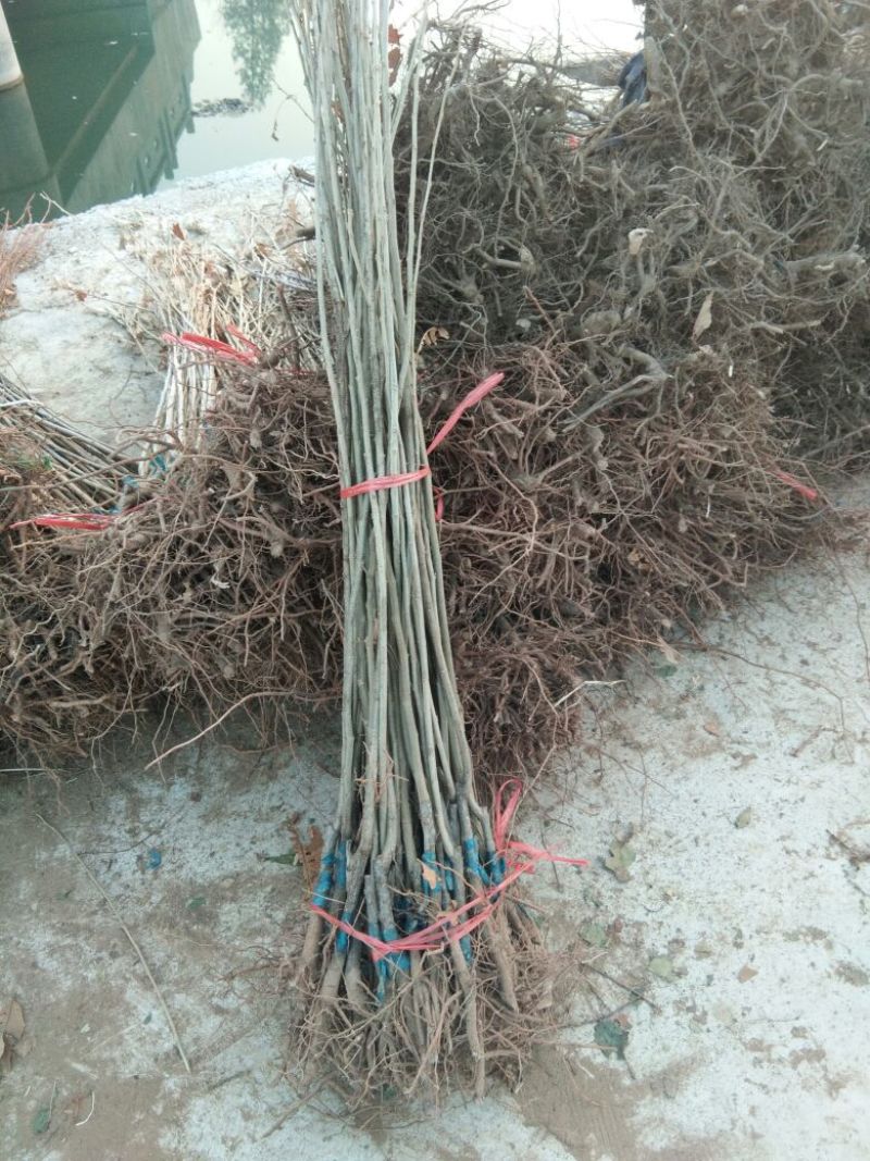 大红袍板栗苗泰山板栗苗品种纯正，山东板栗苗育苗基地