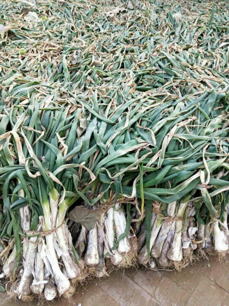河北蔬菜基地现已大量供应鸡腿大葱头大白子长精品大葱