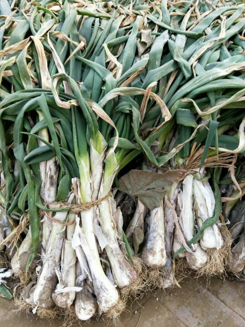 河北蔬菜基地现已大量供应鸡腿大葱头大白子长精品大葱