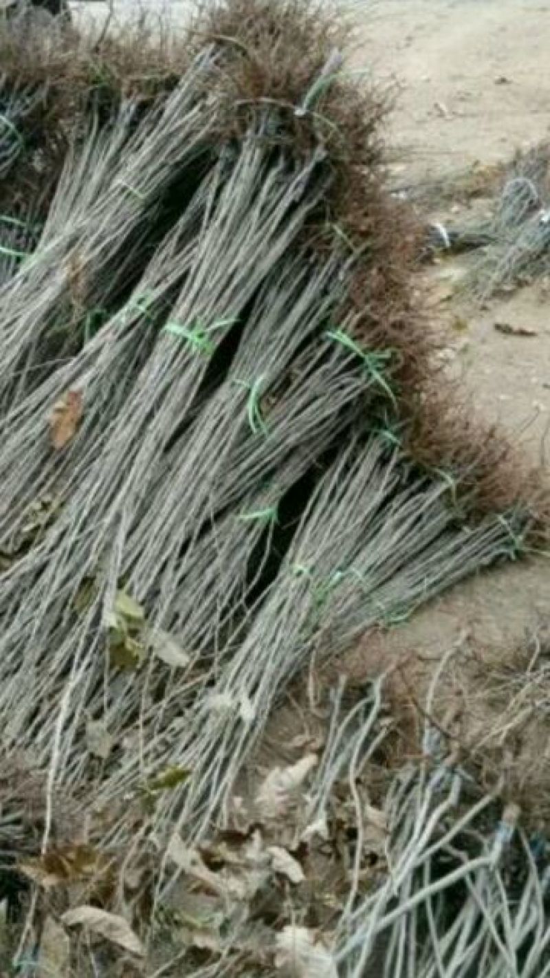 大红袍板栗苗泰山板栗苗品种纯正，山东板栗苗育苗基地
