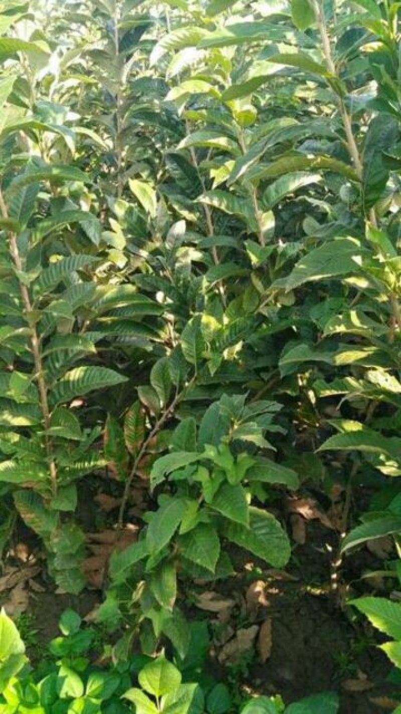 大红袍板栗苗,泰山一号板栗苗，山东板栗苗基地板栗苗