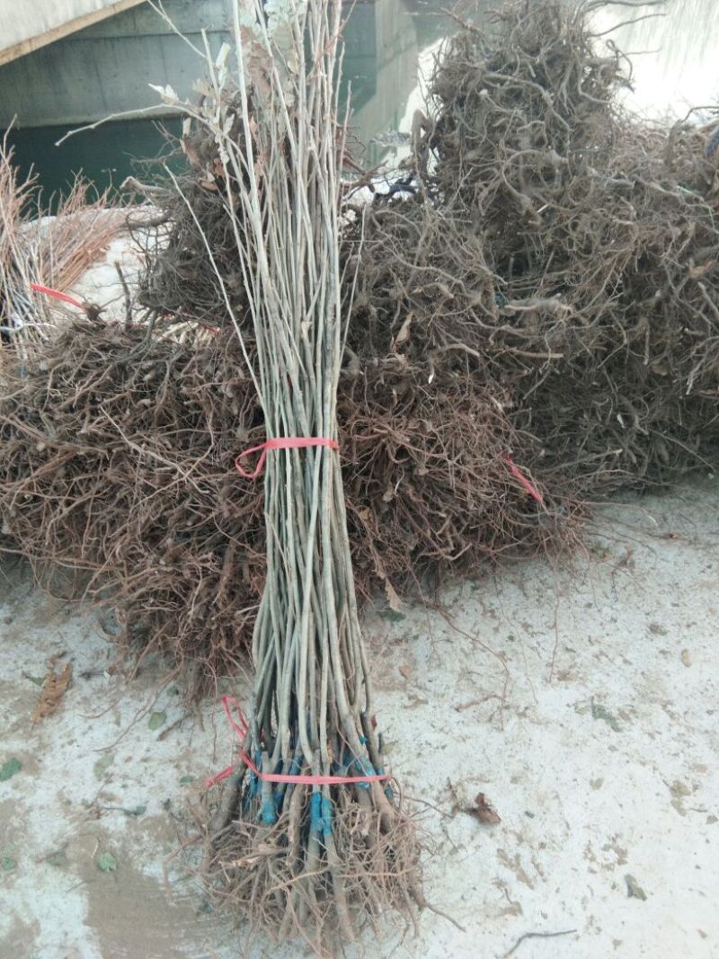 大红袍板栗苗,泰山一号板栗苗，山东板栗苗基地板栗苗