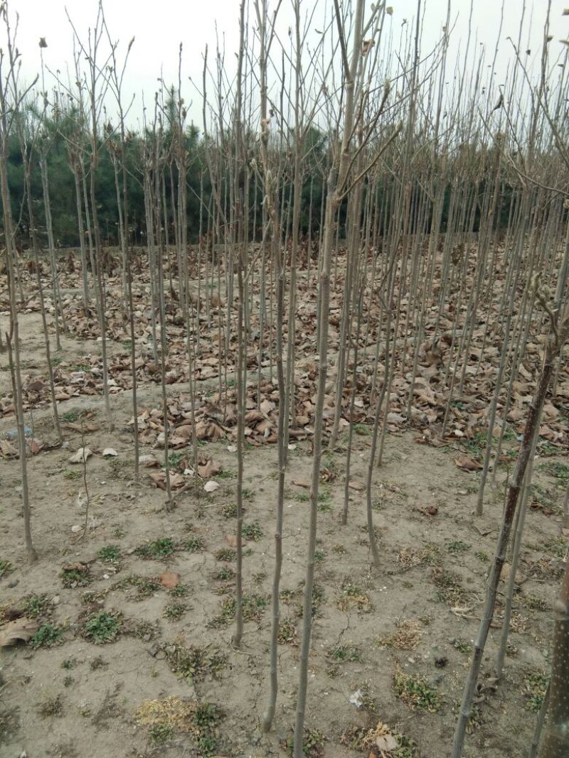 【山东玉兰树苗基地】紫玉兰白玉兰工程玉兰树红花大花玉兰