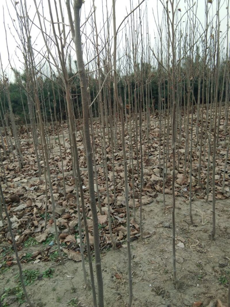 【山东玉兰树苗基地】紫玉兰白玉兰工程玉兰树红花大花玉兰