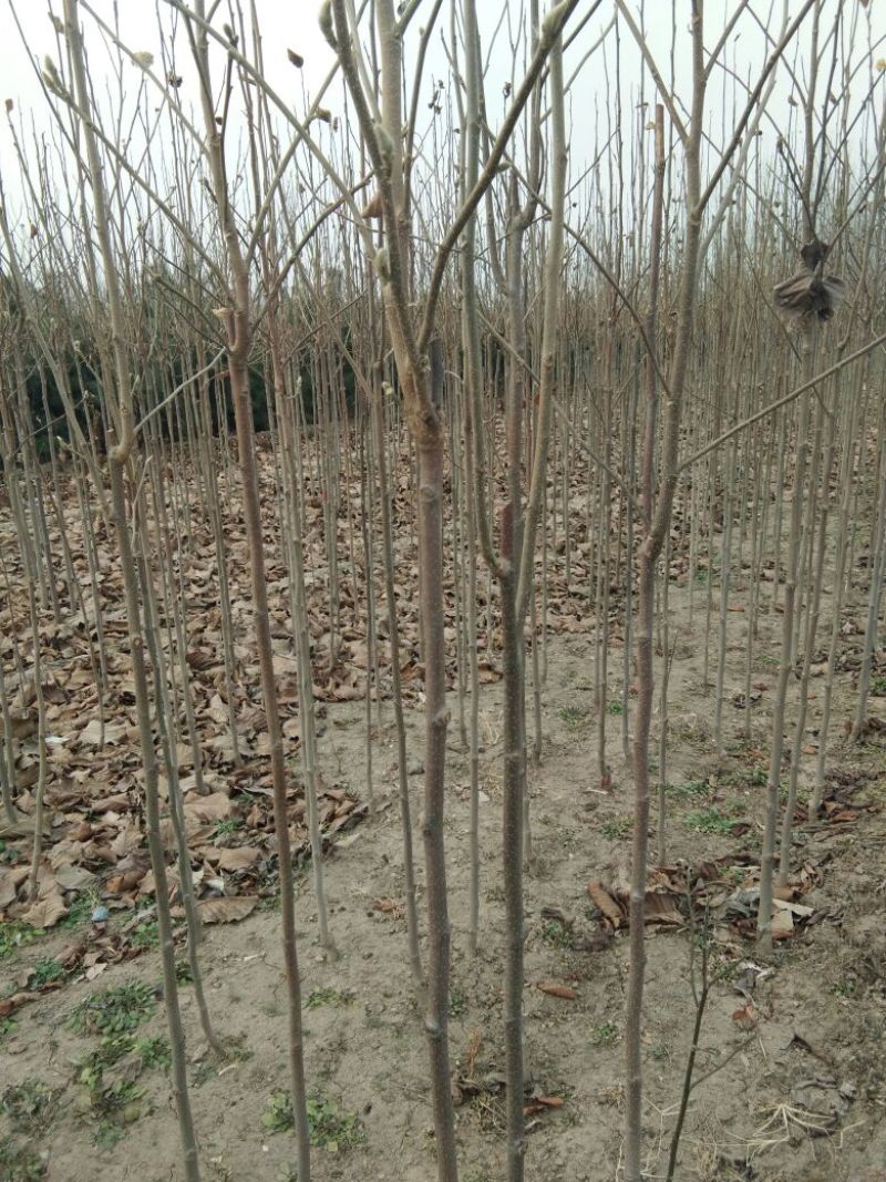 【山东玉兰树苗基地】紫玉兰白玉兰工程玉兰树红花大花玉兰