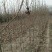 【山东玉兰树苗基地】紫玉兰白玉兰工程玉兰树红花大花玉兰