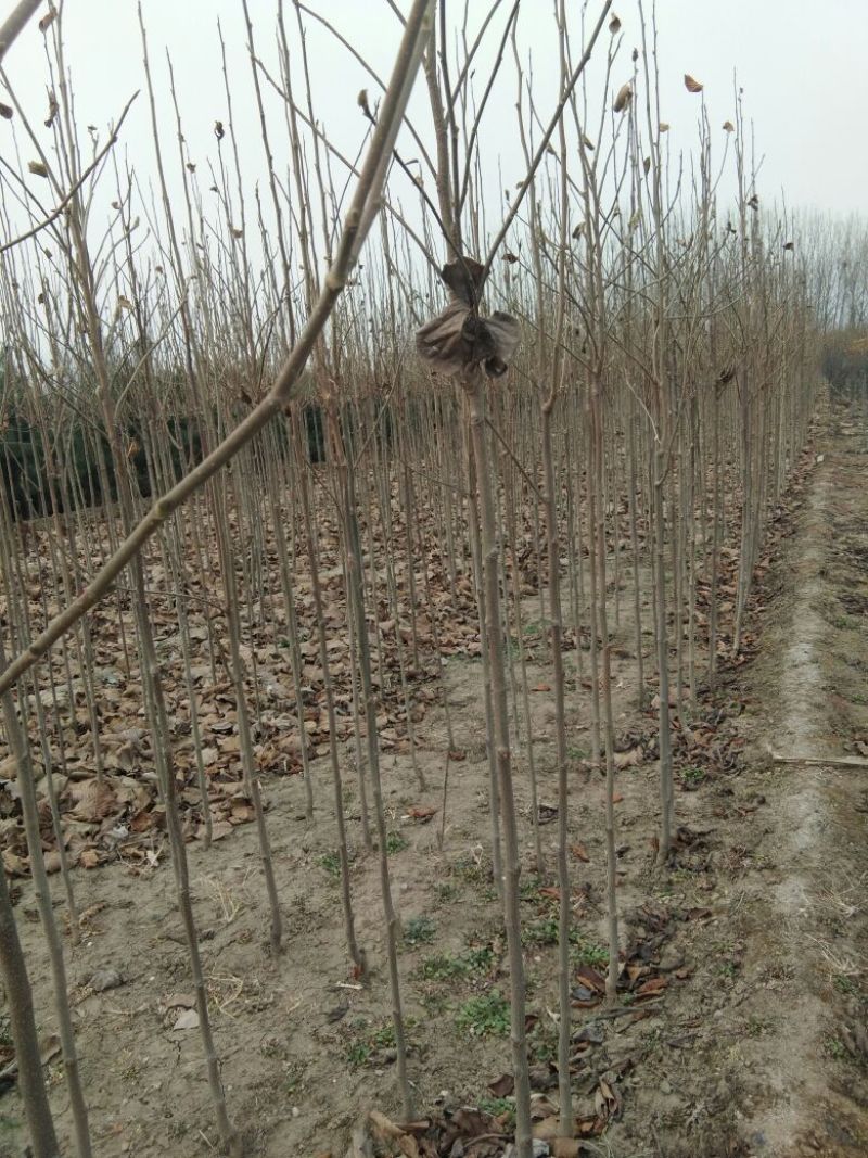 【山东玉兰树苗基地】紫玉兰白玉兰工程玉兰树红花大花玉兰