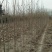 【山东玉兰树苗基地】紫玉兰白玉兰工程玉兰树红花大花玉兰