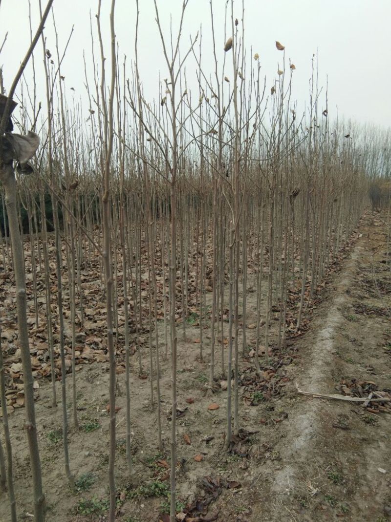 【山东玉兰树苗基地】紫玉兰白玉兰工程玉兰树红花大花玉兰