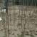 【山东玉兰树苗基地】紫玉兰白玉兰工程玉兰树红花大花玉兰
