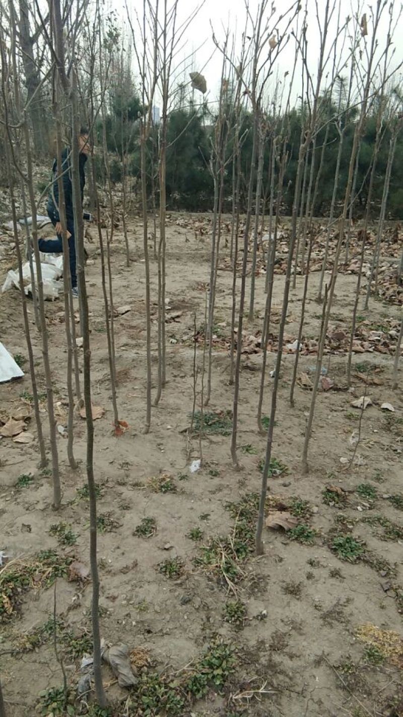【山东玉兰树苗基地】紫玉兰白玉兰工程玉兰树红花大花玉兰